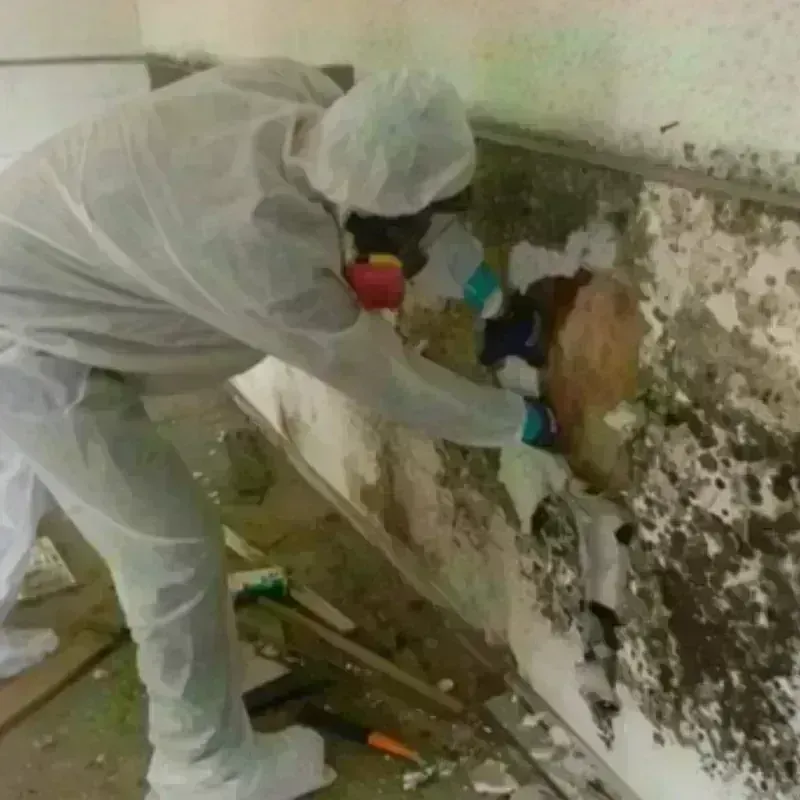 Mold Remediation and Removal in Inola, OK